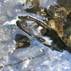 アジングタックルで