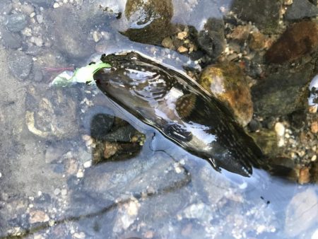 アジングタックルで