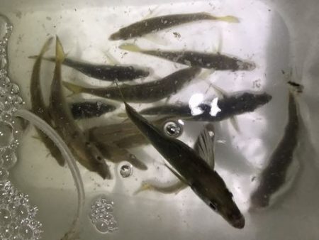 親子でジグサビキ