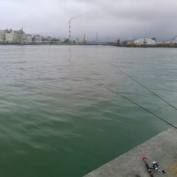 田子の浦 良型シロギス釣れてます!