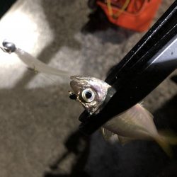 癒しのアジング!