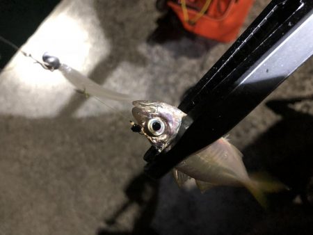 癒しのアジング!