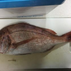 人生初のショアマダイ