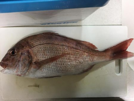 人生初のショアマダイ