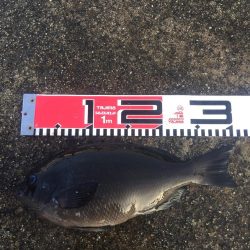 良型チヌゲット！！