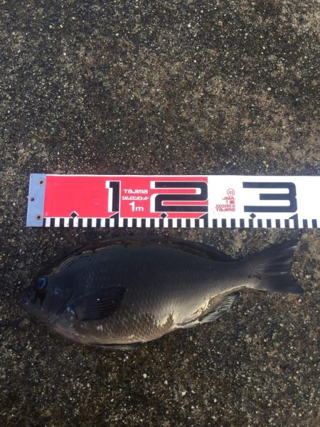 良型チヌゲット！！