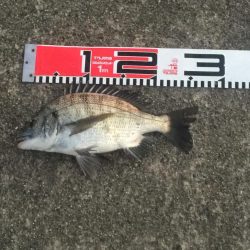 クロダイ絶好調！