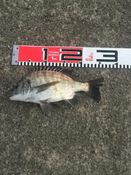 クロダイ絶好調！