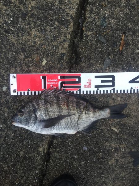 良形クロダイ好調！！