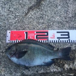 30ｃｍクラス　チヌもグレも好調！！