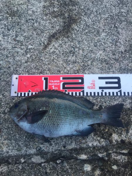 30ｃｍクラス　チヌもグレも好調！！