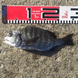 小型ながら黒鯛好調！35ｃｍ