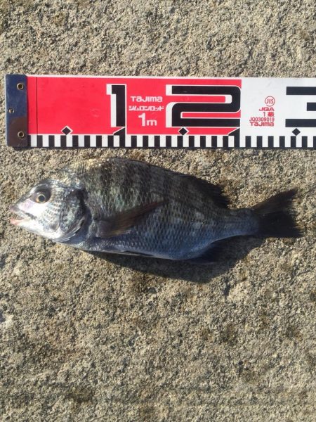 小型ながら黒鯛好調！35ｃｍ