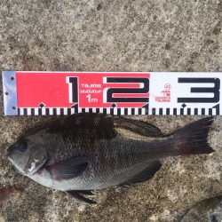 黒鯛　チャリコ　タコもゲット！！