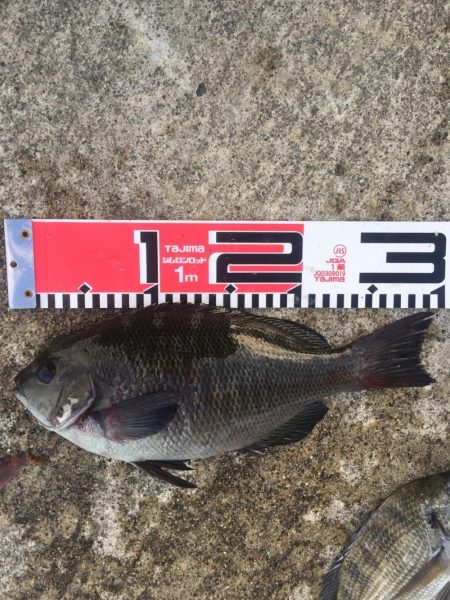 黒鯛　チャリコ　タコもゲット！！
