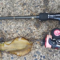 トンビにアオリとられた！