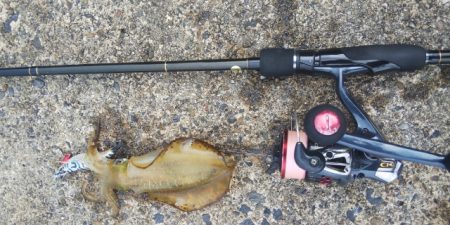 トンビにアオリとられた！