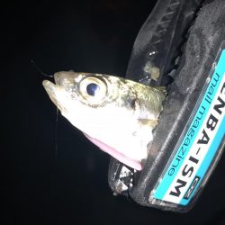 マゴバチで癒しのアジング釣行