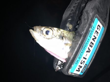 マゴバチで癒しのアジング釣行