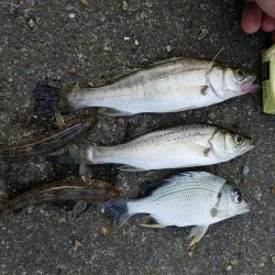 キビレ、キス、セイゴ、ハゼなど