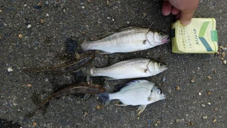 キビレ、キス、セイゴ、ハゼなど