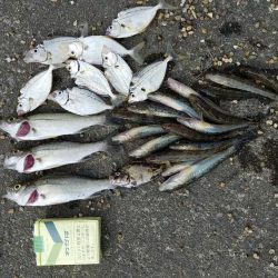 セイゴ、カサゴ、ハゼは好調