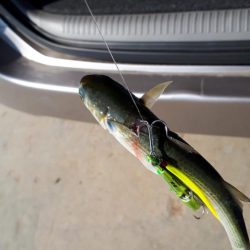 伊勢湾アジング