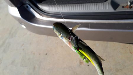 伊勢湾アジング