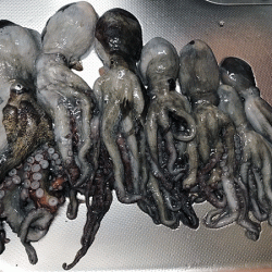 播磨新島タコ(2018-6)