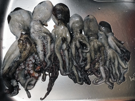 播磨新島タコ(2018-6)