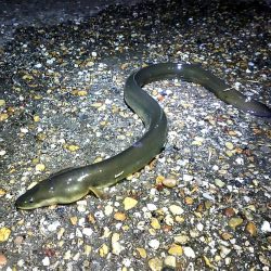 河口でちょい投げ釣り