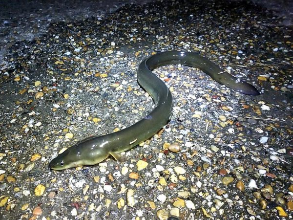 河口でちょい投げ釣り