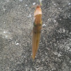 日本海アオリイカ成長中