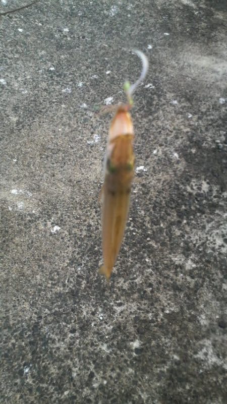 日本海アオリイカ成長中