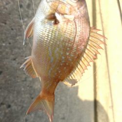 ロックフィッシュ