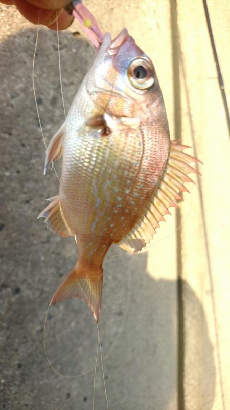 ロックフィッシュ