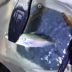 焼津港　太刀魚、カサゴ、アジ、サバ