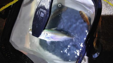 焼津港　太刀魚、カサゴ、アジ、サバ