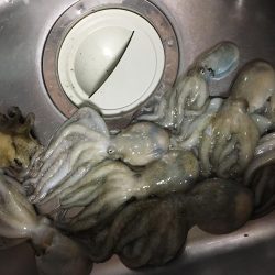 オクトパッシング