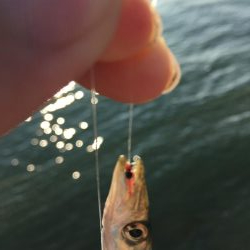 豆アジ釣れました！