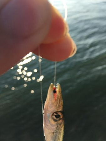 豆アジ釣れました！