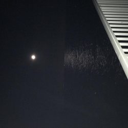 やっとタチウオ