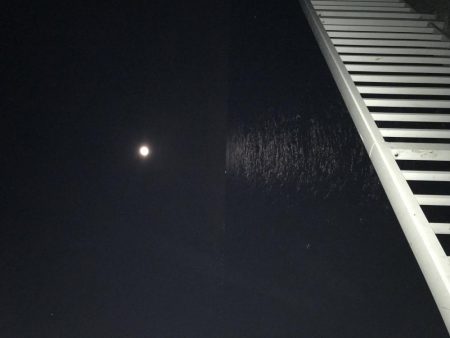 やっとタチウオ