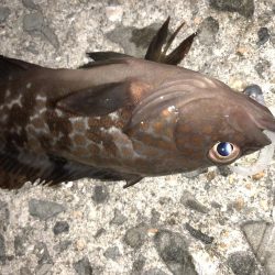 マゴバチでチビハタ、チビクエゲーム!!