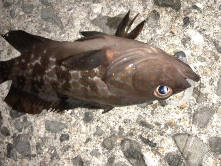 マゴバチでチビハタ、チビクエゲーム!!