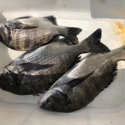 1年ぶりリベンジ釣行!