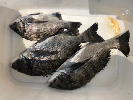 1年ぶりリベンジ釣行!