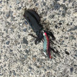 やっぱり小さい