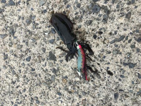 やっぱり小さい