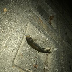 久々にハス(ケタバス)釣り